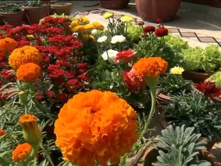 छत पर बागवानी | Chhat Par Bagwani (27-02-2016)