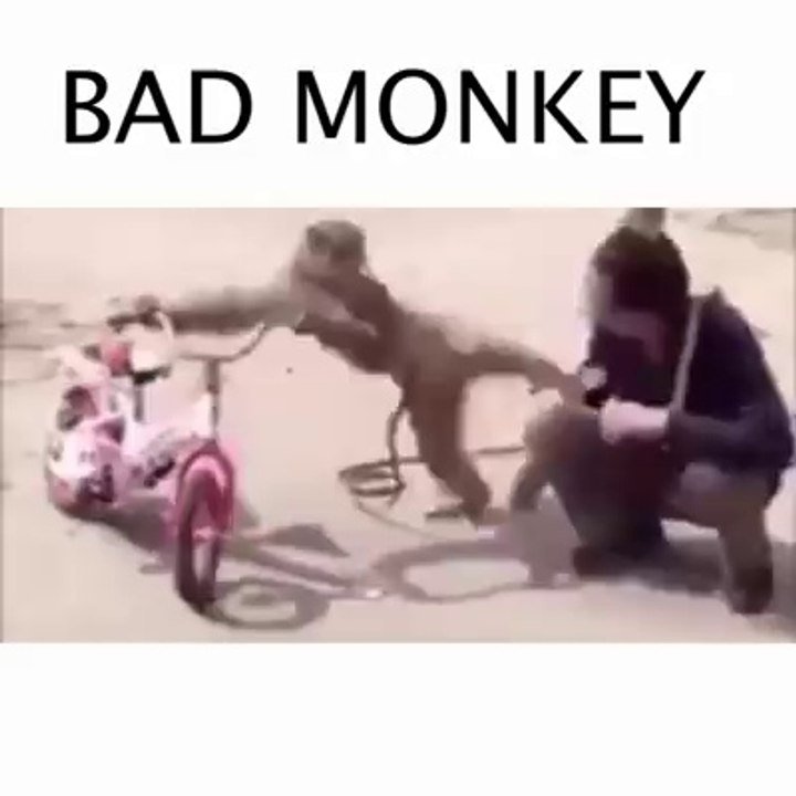Bad Monkey