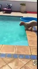 SMARTEST DOG EVER(MUST WATCH) !!