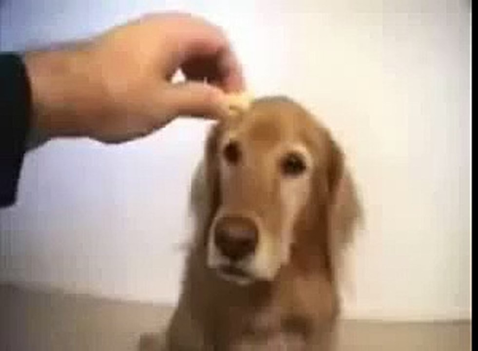 FUNNY DOG