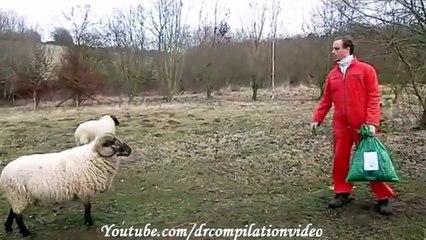 wild animals attack on a human very dangerous