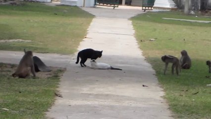 Monkeys Break up Cat Fight - Funny Animals