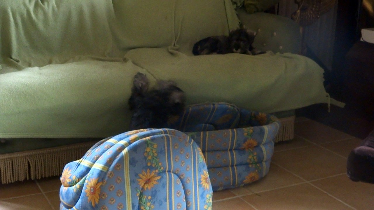 schnauzers nains 8 semaines