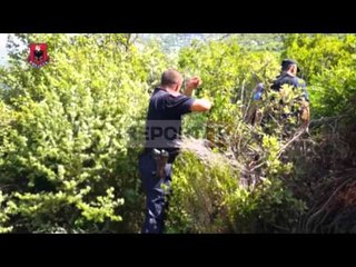 Report TV - Raporti i DASH: Shqipëria burim kryesor i prodhimit të marijuanës