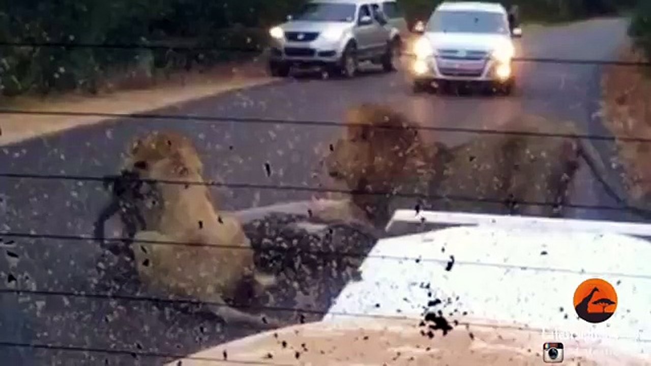 2 Male Lions Kill Kudu in the Middle of the Road - Latest Wildlife Sightings - YouTube
