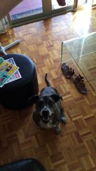 my cousins cute dog
