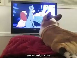 I can't believe! Hi is so lonely :(