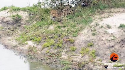 Baby Bird Takes on Hungry Leopard - Latest Wildlife Sightings - YouTube