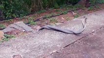 Black Mamba Battle׃ Deadliest Venomous Snakes Spar - YouTube