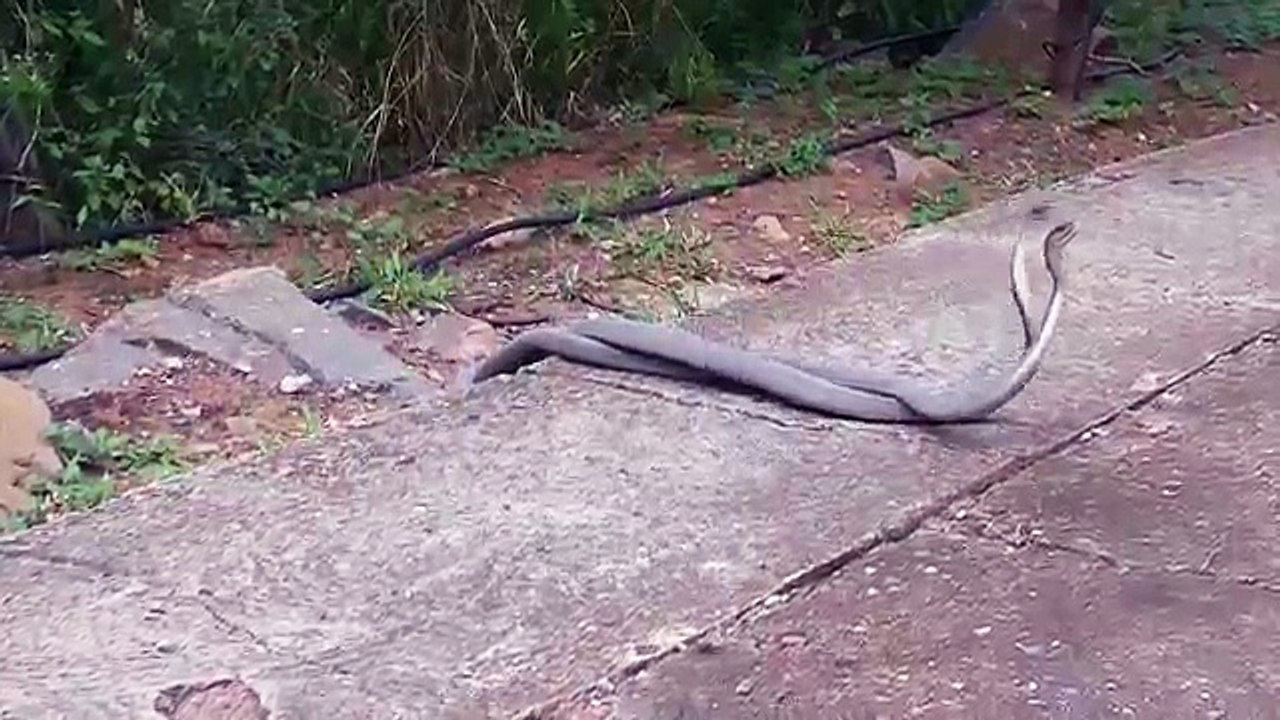 Black Mamba Battle׃ Deadliest Venomous Snakes S...