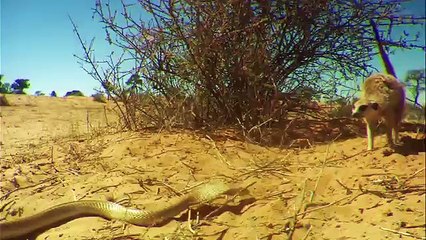 Cobra Battles Clan of Meerkats - YouTube
