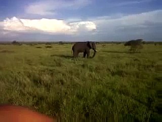Ivre mort, un demeuré charge un éléphant lors d'un safari