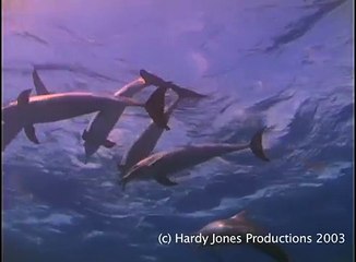 Dolphins Protect Diver from Hammerhead Shark - YouTube