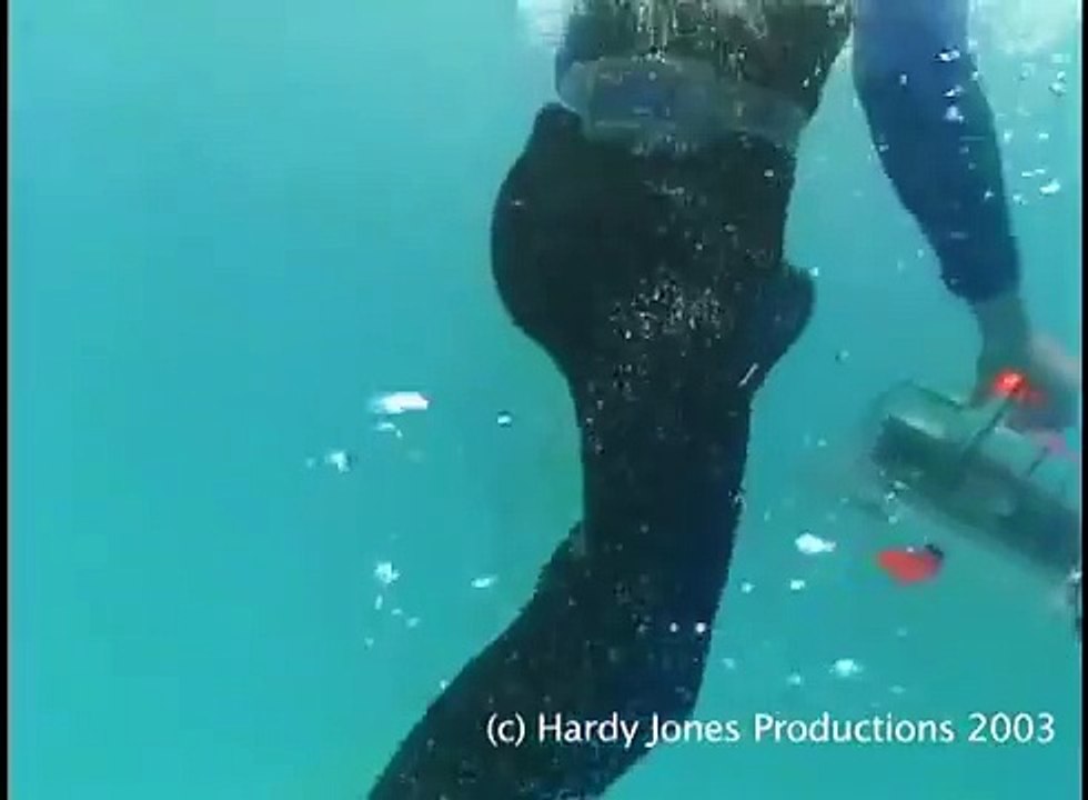 Dolphins Fight Sharks To Protect Man - YouTube