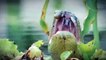 Giant Anaconda Attacks and Swallows Crocodile (Rare and Shocking) - YouTube
