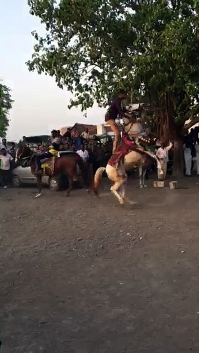 funny videos24