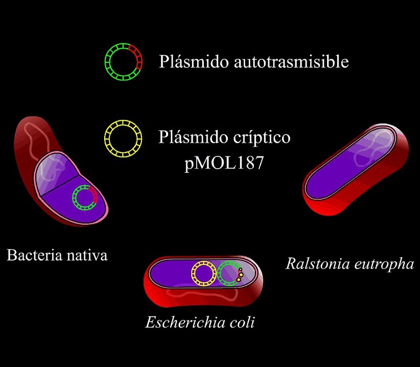 Aislamiento triparental de plasmidos