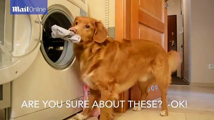 Ce chien n'a besoin de personne pour faire la lessive