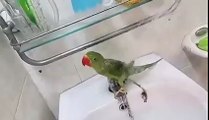 Shower For Parrot Funny Animal Video