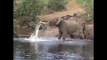 Incredible! Giant Snake VS Elephant