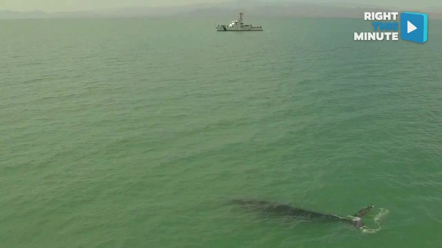 Rescue Crew Cuts Endangered Humpback Whale Free of Net