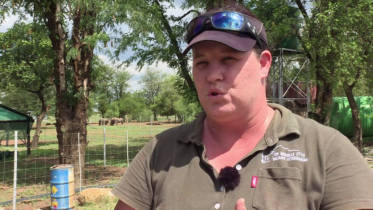 Südafrika: Hornhandel als Rettung für Nashörner?