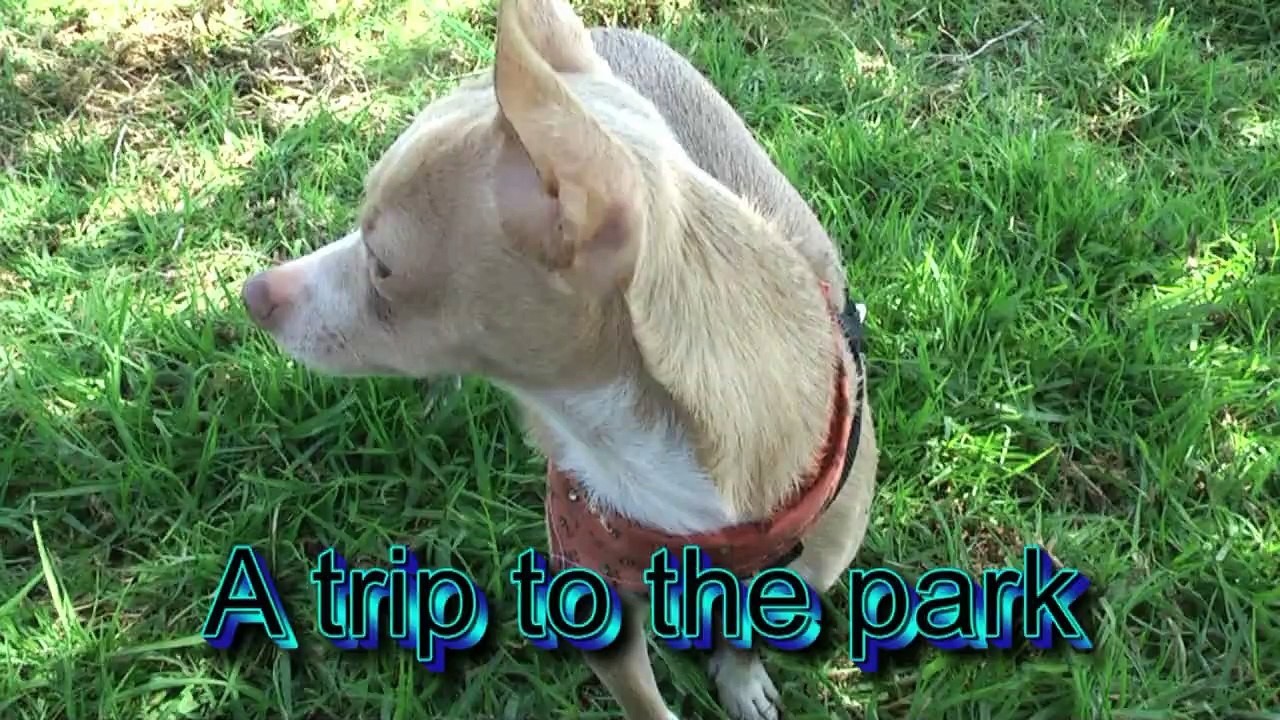 chihuahua having a park day