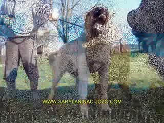 Kurdish Kangal 94 cm from Russia