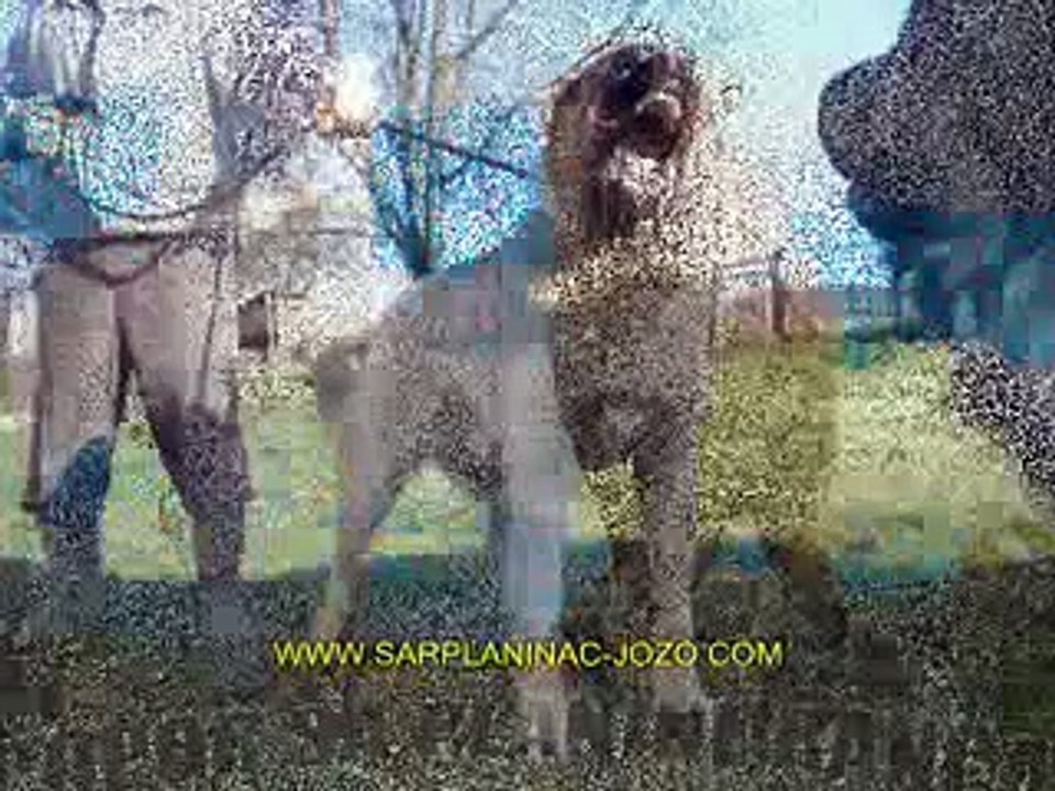 Kurdish Kangal 94 cm from Russia