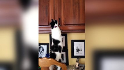 Cat Climbs into Cupboard
