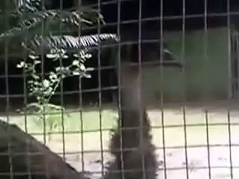 EMU bird is busy eating food & coming towards his patner