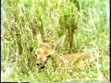 Animal Attack 2015 HD ll Wild predators leopard defending gazelle puppy