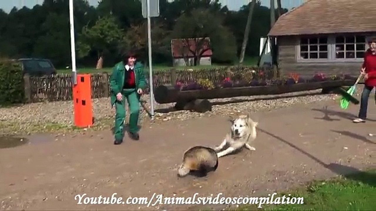 Animal Attacks Compilation 2015 HD #8