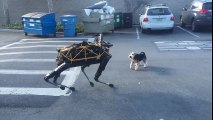 Duelo canino: Perro versus Robot perro