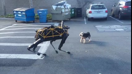 Duelo canino: Perro versus Robot perro