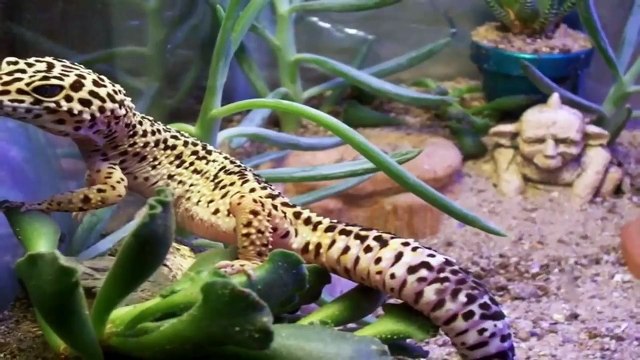 Hai Con Thằn Lằn Con - Nhạc Thiếu Nhi Sôi Động - Quảng Cáo Cho Bé Ngoan