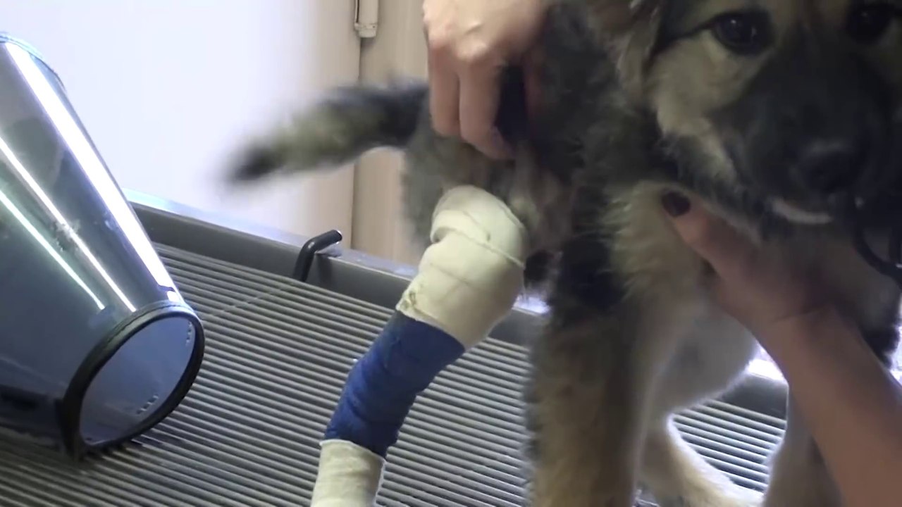 Un chiot avec sa patte cassée se fait soigner et repart comme neuf