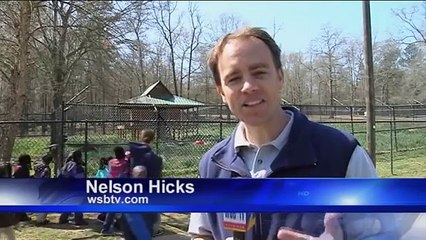 Bear, Lion And Tiger Brothers Haven’t Left Each Other’s Side For 15 Years