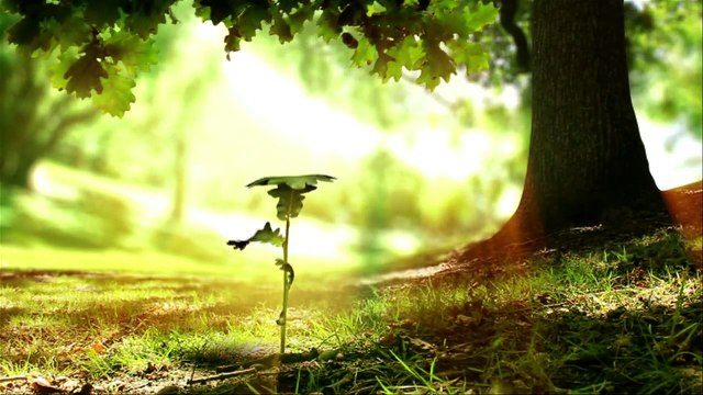 An Introduction to Grace Century, FZ LLC