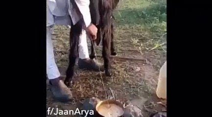 Making Tea With Fresh Milk