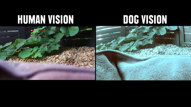 How Animals See The World - A big Optical Illusion?