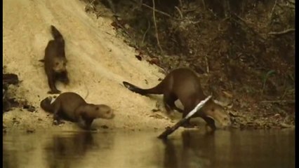 Animals Journey into Amazonia || National Geographic Documentary