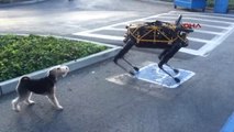 Gerçek Köpek Fido?nun Google?ın Robot Köpeği Spot ile İmtihanı