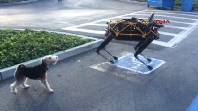 Gerçek Köpek Fido?nun Google?ın Robot Köpeği Spot ile İmtihanı