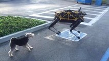 Gerçek Köpek Fido'nun Google'ın Robot Köpeği Spot ile İmtihanı