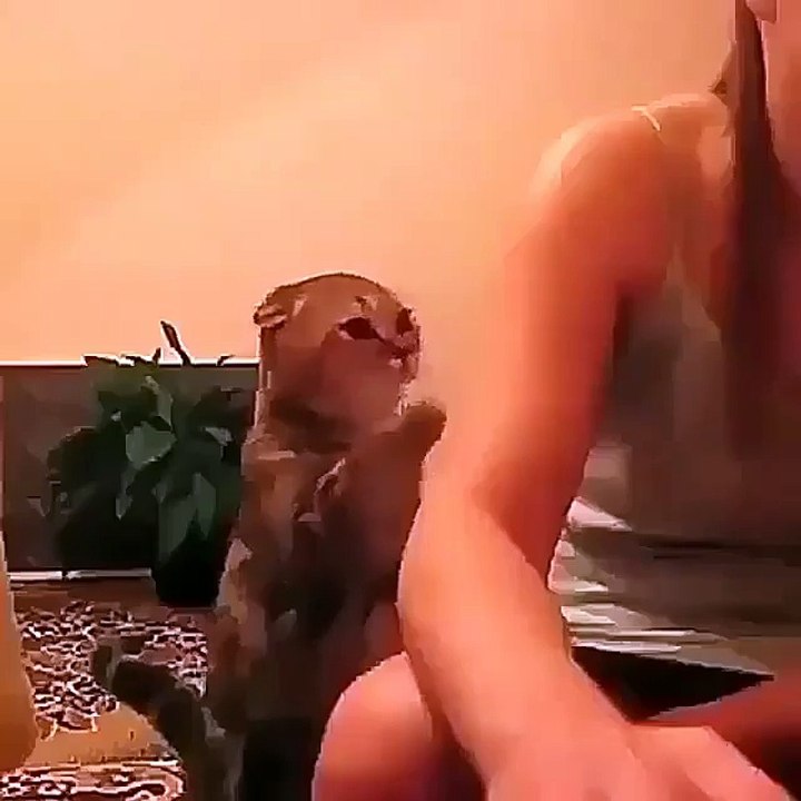 Cute kitty cat enjoying