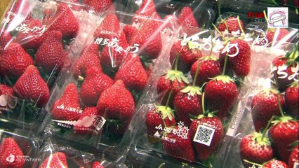 สุโก้ย ! เจแปน [ 3 ] #4