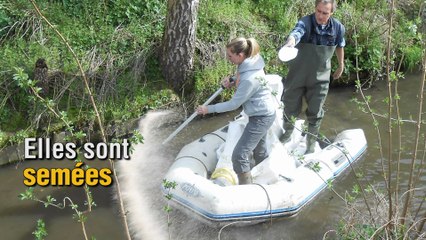 Des bactéries pour soulager le Geer
