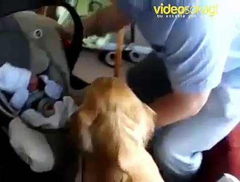 Yeni doğan bebeğe merhaba diyen köpek