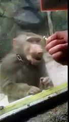 Most Funny Monkey Videos 2016 (Funny Videos 720p)